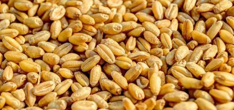 USDA підвищило оцінку запасів пшениці в Україні до 6,1 млн тонн