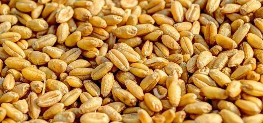 USDA підвищило оцінку запасів пшениці в Україні до 6,1 млн тонн